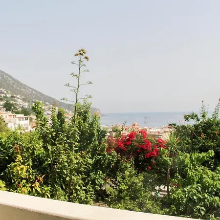 Lantana كانّيتو